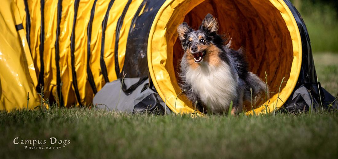 JAD-Dog Seminar mit Mica Köppel